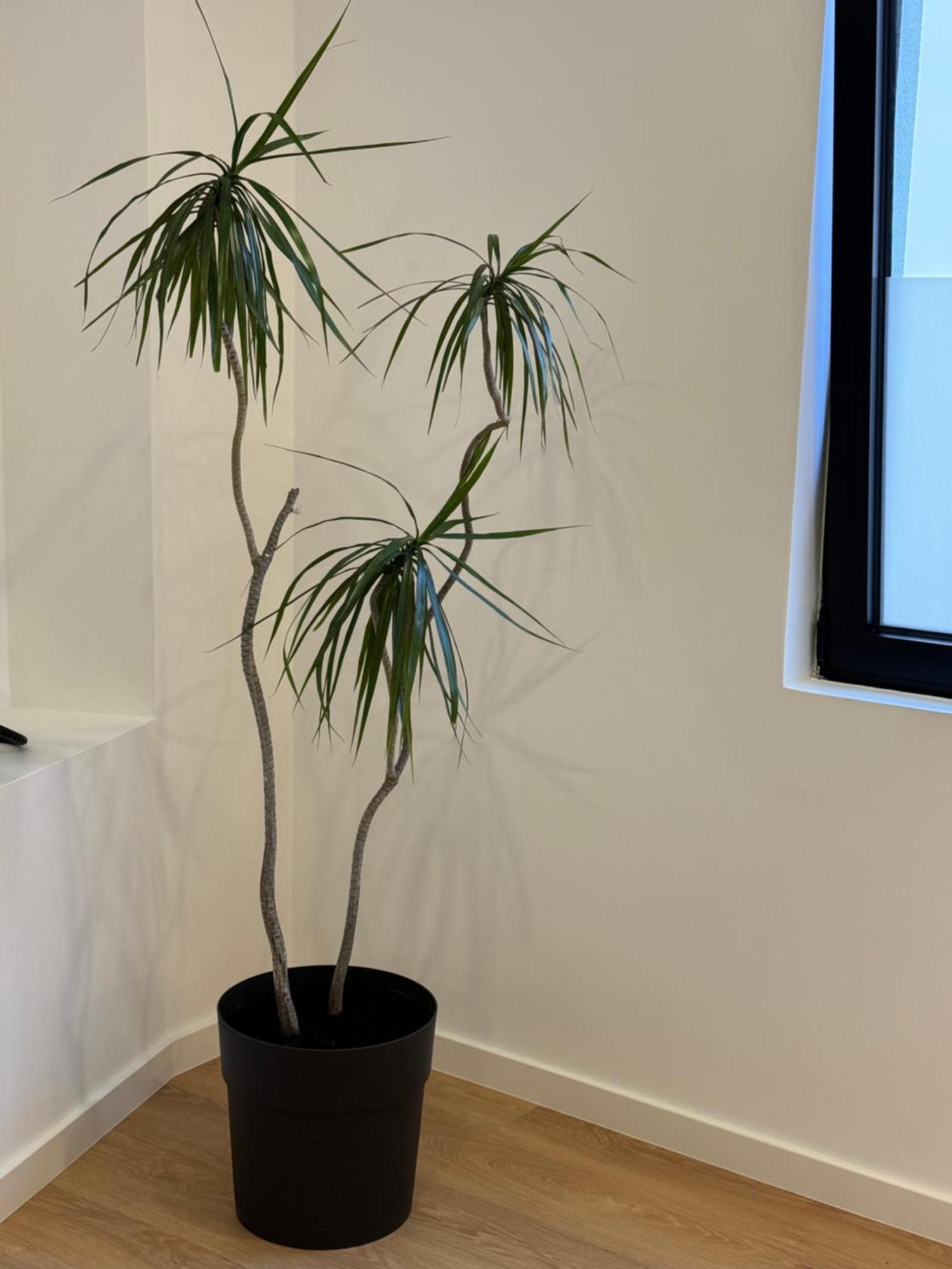 Living Pdl 2 Apartment Ponta Delgada  Luaran gambar